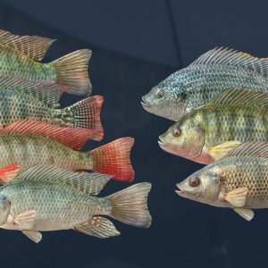 Ultimate Fishing Simulator - Kariba Dam DLC EU Steam CD Key