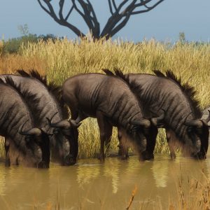 Planet Zoo - Grasslands Animal Pack DLC EU Steam CD Key