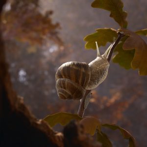 Empire of the Ants PC Steam CD Key